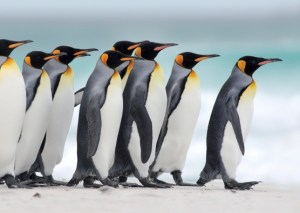 pinguins march