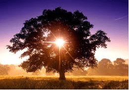 waarden boom met zon