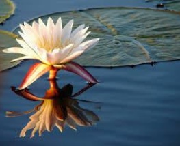 waterlelie